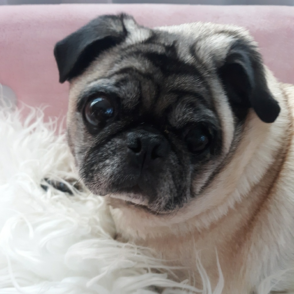 Meet your Posher, Tanna